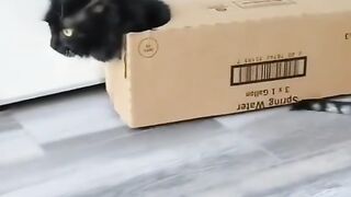 Cat funs ????cute cat watching II subscribe us for more #CAT #catvideos #bestcate4u #Funnycatvideos