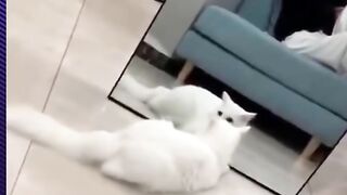Funny cats & dogs | Funny Pets