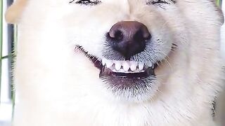 Funny  dog