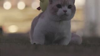 Brave cat