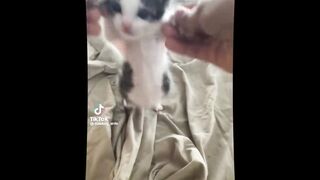 Funny Pets Around Us Cats & Dogs Videos