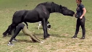Black horse