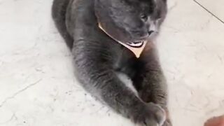 Funny cat