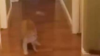 Cat and dog best funny