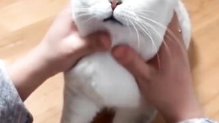 Cat |cute cat funny viral