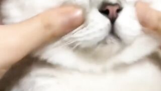 Cute cats funny viral |animals Videos