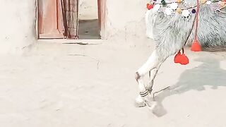 Beautiful goat dancing