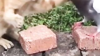 Beautiful animal fight