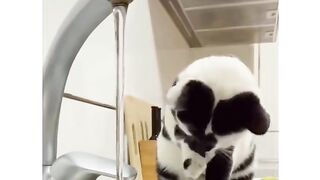 YOU EVER SEEN A COW MEOW?