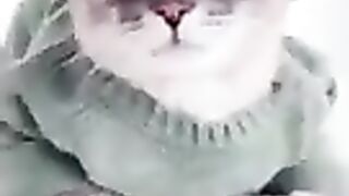 OMG so cute ???????? cat