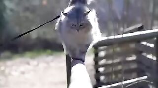 The Best Funny Animal Videos