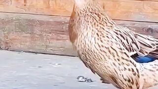 Funny comedy  part1
