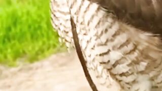 Beautiful falcon, beautiful birds