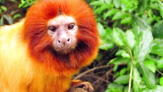 Rarest monkeys