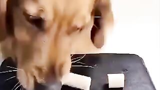 Laugh Your Tail Off with These Ridiculously Funny Cat Videos