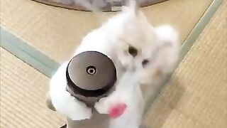 Laugh Your Tail Off with These Ridiculously Funny Cat Videos