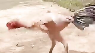 Pakistani animal