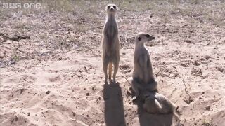Magic meerkat moments