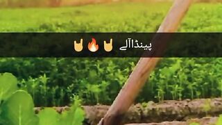 Penda aly status