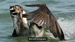 What a scene the best attack of Eagle