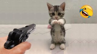 This is why everyone should have a cat????????  funniest animals 2024