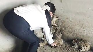 Animel video