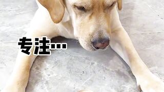 Dogs Funny 3