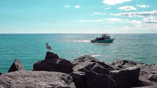 Bird Seagull Boat