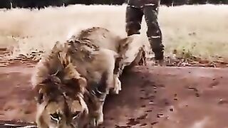 Being best pals with Lions. This guy chose the right job