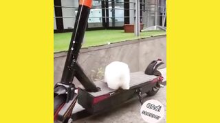 This is what happens when cute and funny dogs are trained