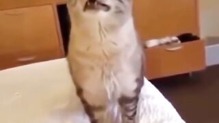 cute cat behavior 6