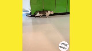 This is what it looks like when a cat