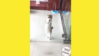This is what happens when cats get too excited