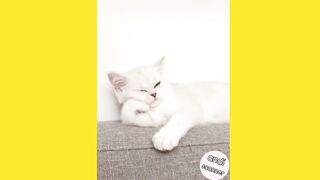 If cats get too sleepy this is what happens