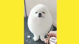 This is what dogs look like when their fur is shaved