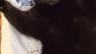CAT FUNNY VIDEOS
