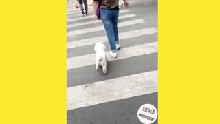 Dog with cute paw dance