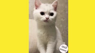 This is what a confused cat looks like