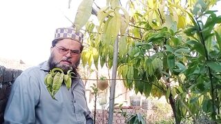 ہم نے اپنی چھت سے پہلا اڑو کا پھل اتار لیا