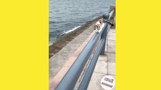 This is a cat walking on a metal fence