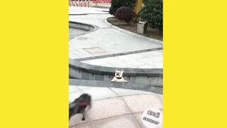 This is what happens when dogs run around without seeing holes