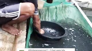 Rekomendasi BAK SORTIR lele untuk segmen PEMBESARAN, harga murah cocok untuk PEMULA