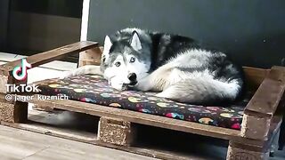Собаки розмовляють