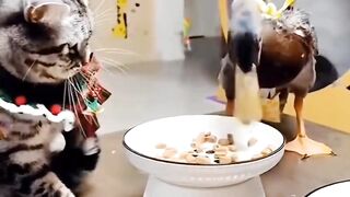 Funny cat video. Cute funniest cat