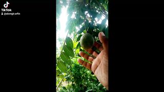 গ্রামীণ ন্যাচারাল ভিডিও