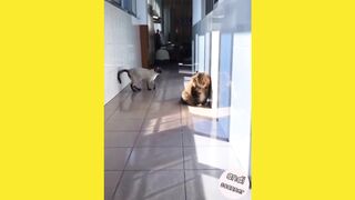 I thought this cat was going to sleep but it turns out
