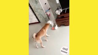 This is what happens when cats play with dogs