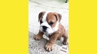 Cute dog that barks