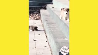 This is what happens when dogs run without looking at the road