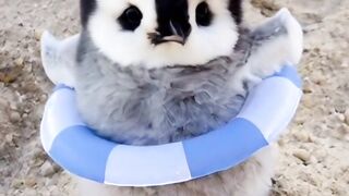 What a cute pet it was????